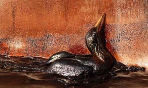 An oil soaked bird struggles against the side of the HOS Iron Horse supply vessel at the site of the Deepwater Horizon oil spill in the Gulf of Mexico off the coast of Louisiana. Photograph: Gerald Herbert/AP
