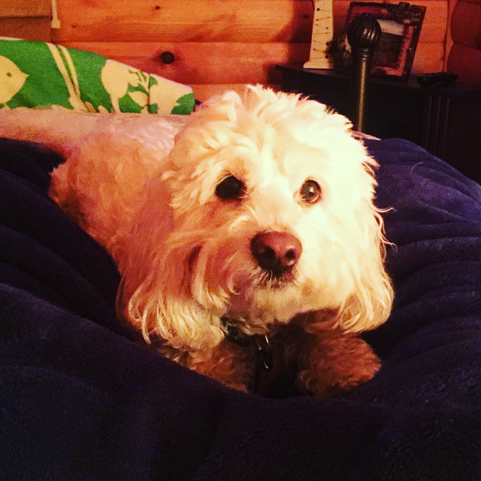 My Dog Is Dying (Part I) Lauren B. Davis